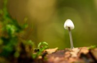 Kleine Bleekgele Mycena, Het Staelduinse Bos, Bleekgele Mycena