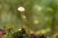 Bleekgele Mycena, Het Staelduinse Bos, Bleekgele Mycena