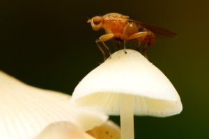 Vlieg op een Bleekgele Mycena