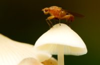 Vlieg op een Bleekgele Mycena, Het Staelduinse Bos, Bleekgele Mycena