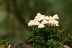 Groepje Bleekgele Mycena