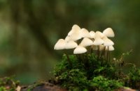 Groepje Bleekgele Mycena, Het Staelduinse Bos, Bleekgele Mycena