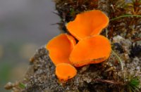 Kleine Oranje Bekerzwam