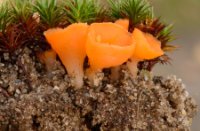 Kleine Oranje Bekerzwam