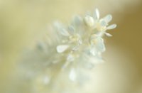 flower, Lekkerkerk