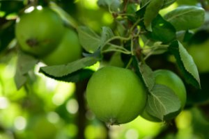 Appels