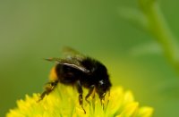 Donkere Tuinhommel, Lekkerkerk, Donkere Tuinhommel