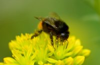 Lekkerkerk, Lekkerkerk, Donkere Tuinhommel