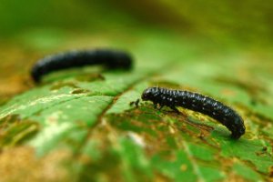 Elzenhaantje rups (Agelastica alni)