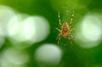 Kruisspin (Araneus diadematus), Lekkerkerk, kruisspin (Araneus diadematus)