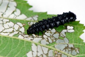 Elzenhaantje rups (Agelastica alni)