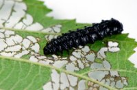 Elzenhaantje rups (Agelastica alni), Lekkerkerk, Elzenhaantje