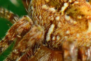 Kruisspin (Araneus diadematus)