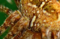 Kruisspin (Araneus diadematus), Lekkerkerk