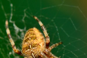 Kruisspin (Araneus diadematus)