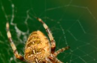 Kruisspin (Araneus diadematus), Lekkerkerk