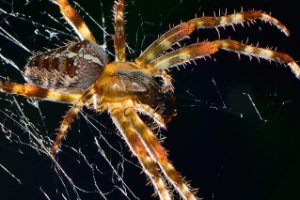 Kruisspin (Araneus diadematus)