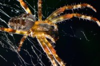 Kruisspin (Araneus diadematus), Lekkerker, Kruisspin