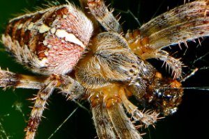 Kruisspin (Araneus diadematus)