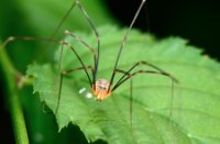 Spider, Lekkerkerk