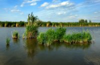 Oostvaardersplassen, Oostvaardersplassen