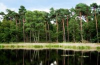 Nog een van 2007, Oisterwijkse Bossen en Vennen