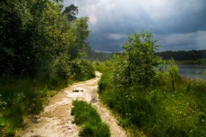 Oisterwijkse Bossen en Vennen