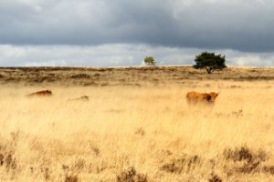 Terletse heide