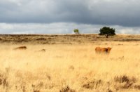 Terletse heide