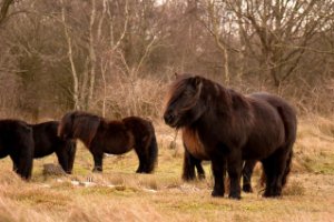 Ponies Slot Haamstede