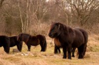 Ponies Slot Haamstede, Slot Haamstede