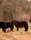 Ponies Slot Haamstede