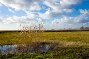 Harderbroek