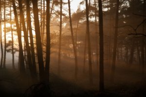 Nationaal Park De Hoge Veluwe