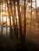 Nationaal Park De Hoge Veluwe