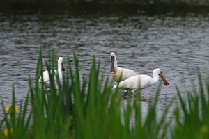Lepelaars in het Natuurgebied Quakjeswater