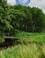 Uitzicht van de weilanden op het houthakbos in Wassergeest