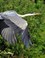 Reiger in Middenduin
