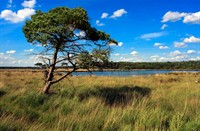 Kalmthoutse Heide