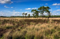 Kalmthoutse Heide