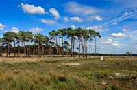 Kalmthoutse Heide