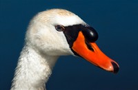 Zwaan in Nationaal Park De Biesbosch