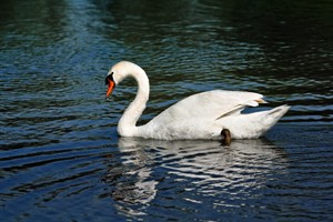 Zwaan in Nationaal Park De Biesbosch