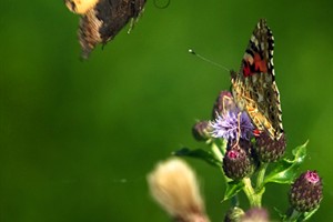 Atalanta's in Nationaal Park De Biesbosch