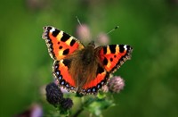 Vlinders in Nationaal Park De Biesbosch