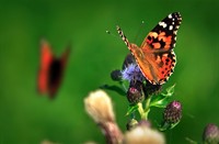 Atalanta's in Nationaal Park De Biesbosch