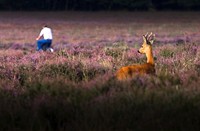 Bussummerheide