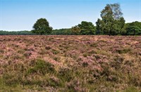 Bussummerheide