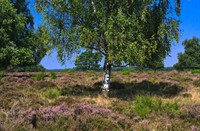 Bussummerheide