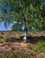 Bussummerheide